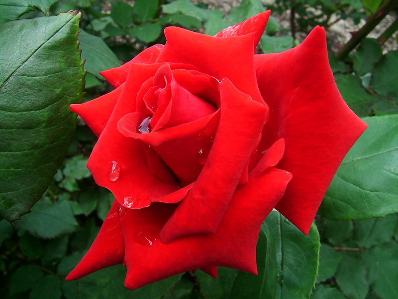 "As the rose among thorns is tinctured with red ... " (But are there 13 petals?)