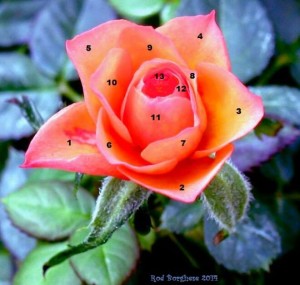 Kabbalah, the Zohar, and the Rose (Part 2) | David Halperin